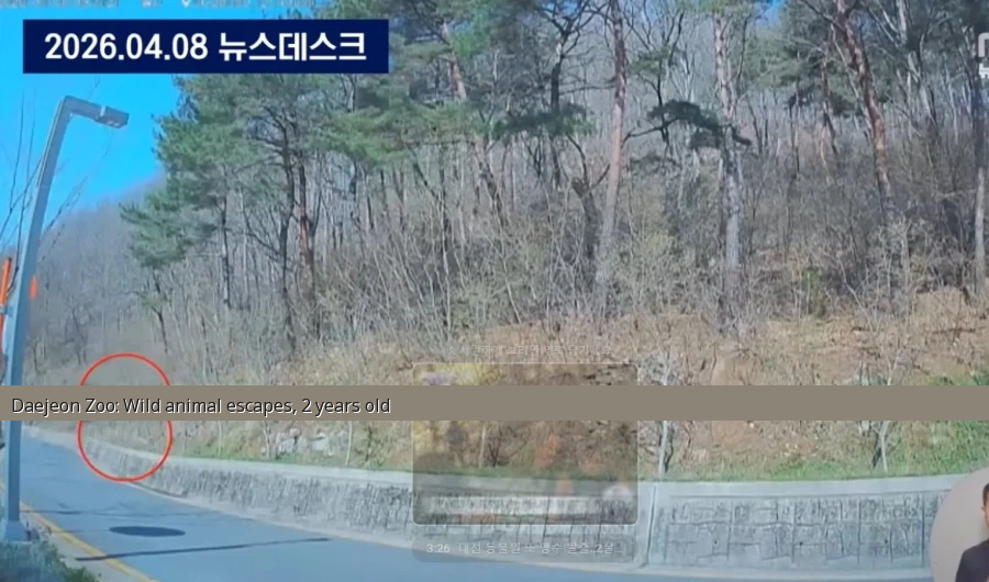 Daejeon's Escaped Wolf 'Neunggu' Is Still Free, And Experts Say They're Using the Wrong Tactics